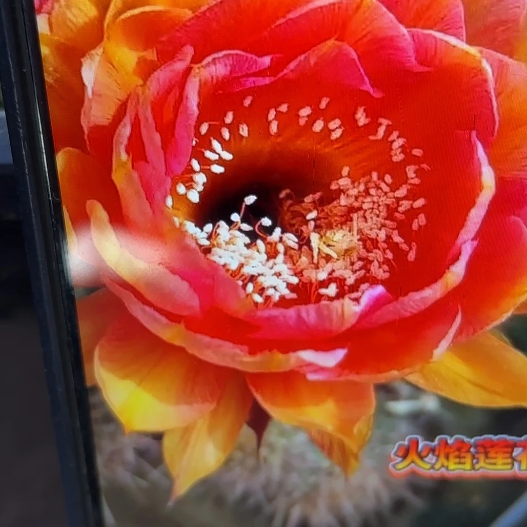 火焰莲花彩侧牙20包邮仙人球34