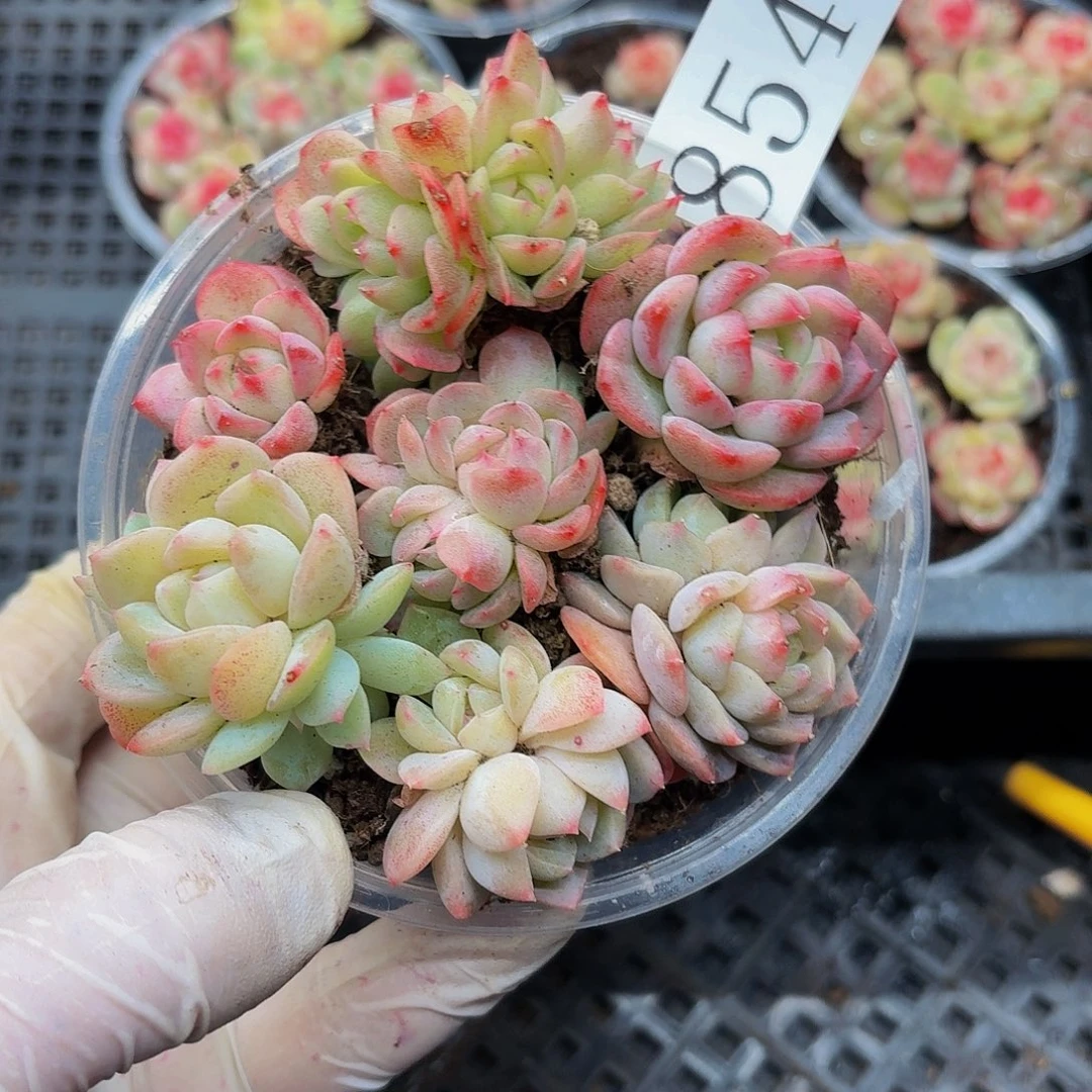 多肉植物多肉植物854