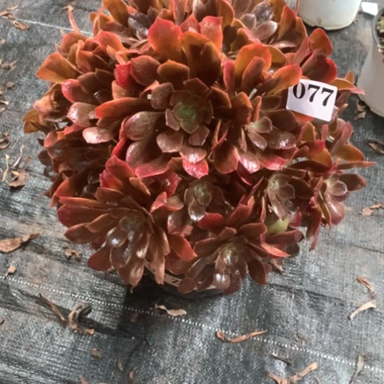 多肉植物恶魔之吻077