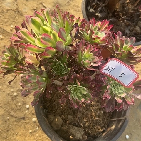 多肉植物天和239