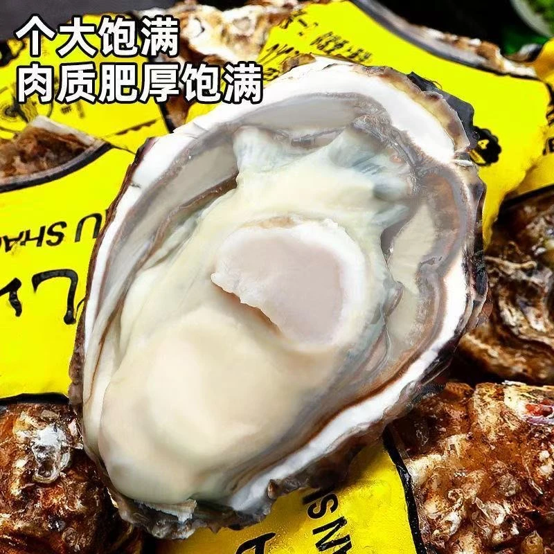 超大乳山生蚝【拍5斤赠5斤】新鲜乳山生蚝顺丰包邮到家到手10斤