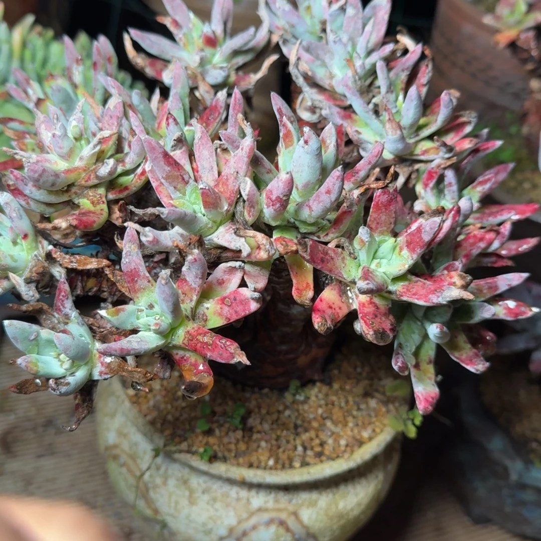 6072刘丹拇指多肉