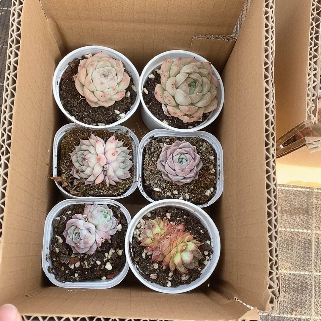 单头双头3包邮 5173