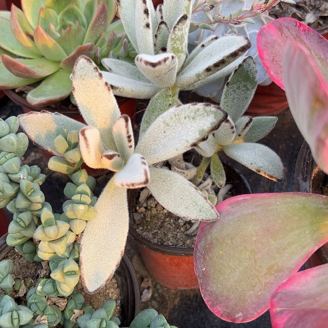 多肉植物灰兔耳群