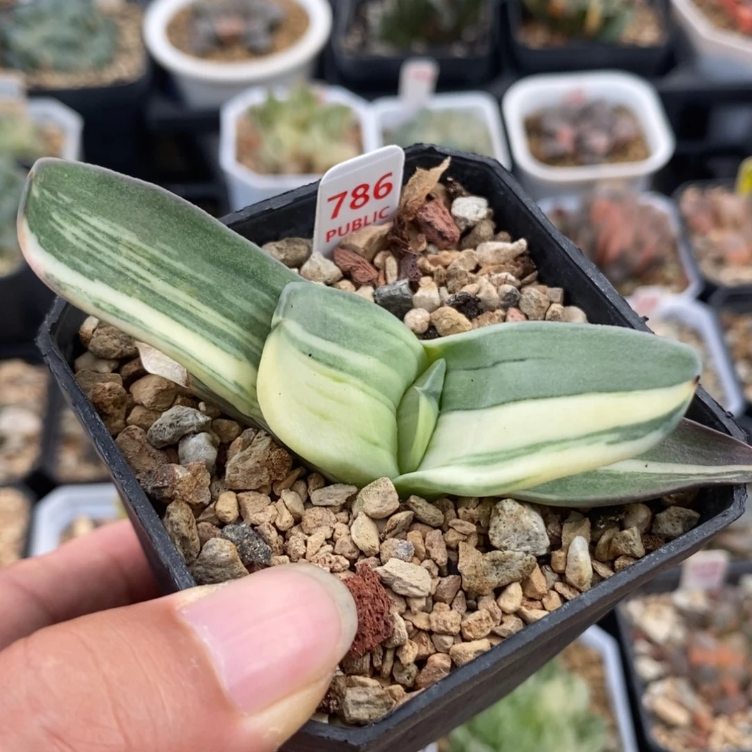 786卧牛锦一物一拍