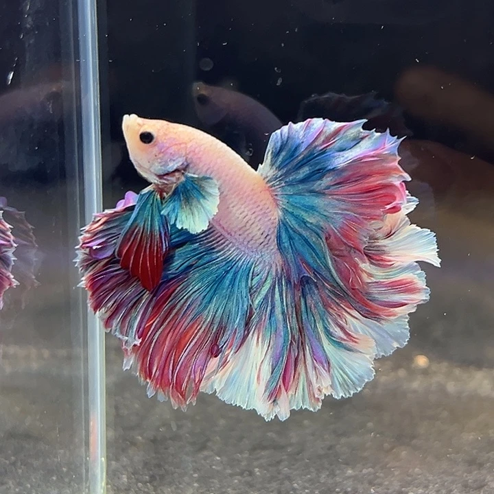 斗鱼7号清货低价，莫奈油画大花瓣