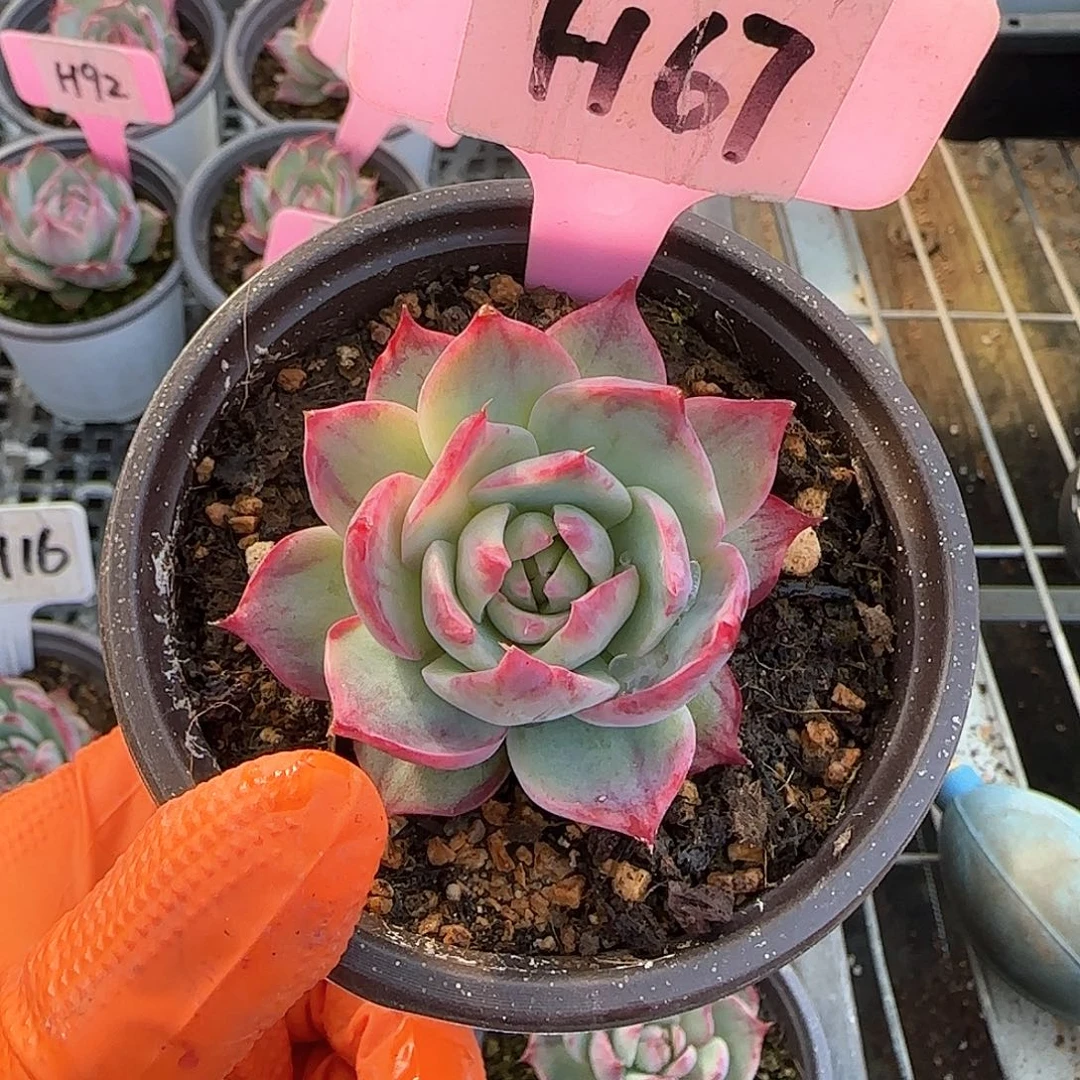 g***sH67惊鸿单头多肉