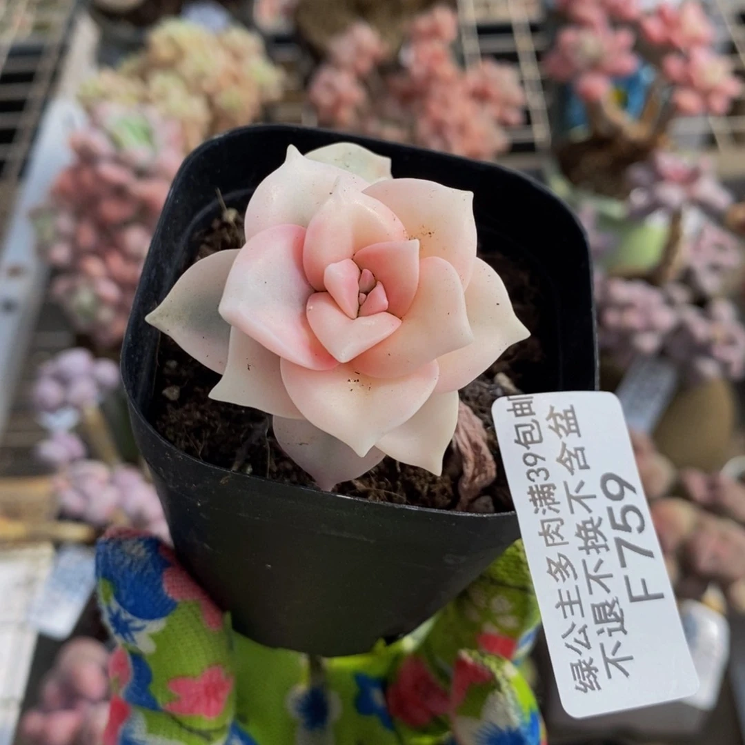 彩虹锦759/3cm多肉