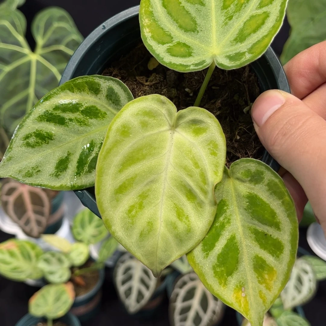 不开花植物银月饼花烛