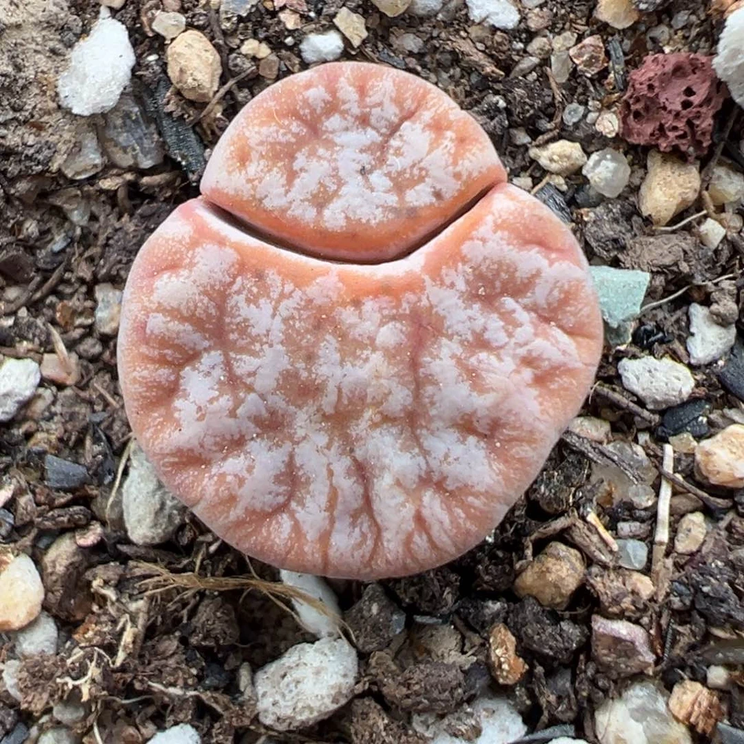 7.28好看的多肉脱土发货254