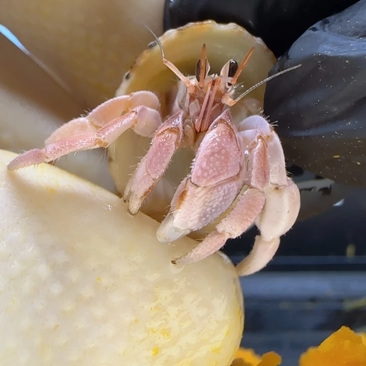 A85皮粉色 灰白1.1cm口径