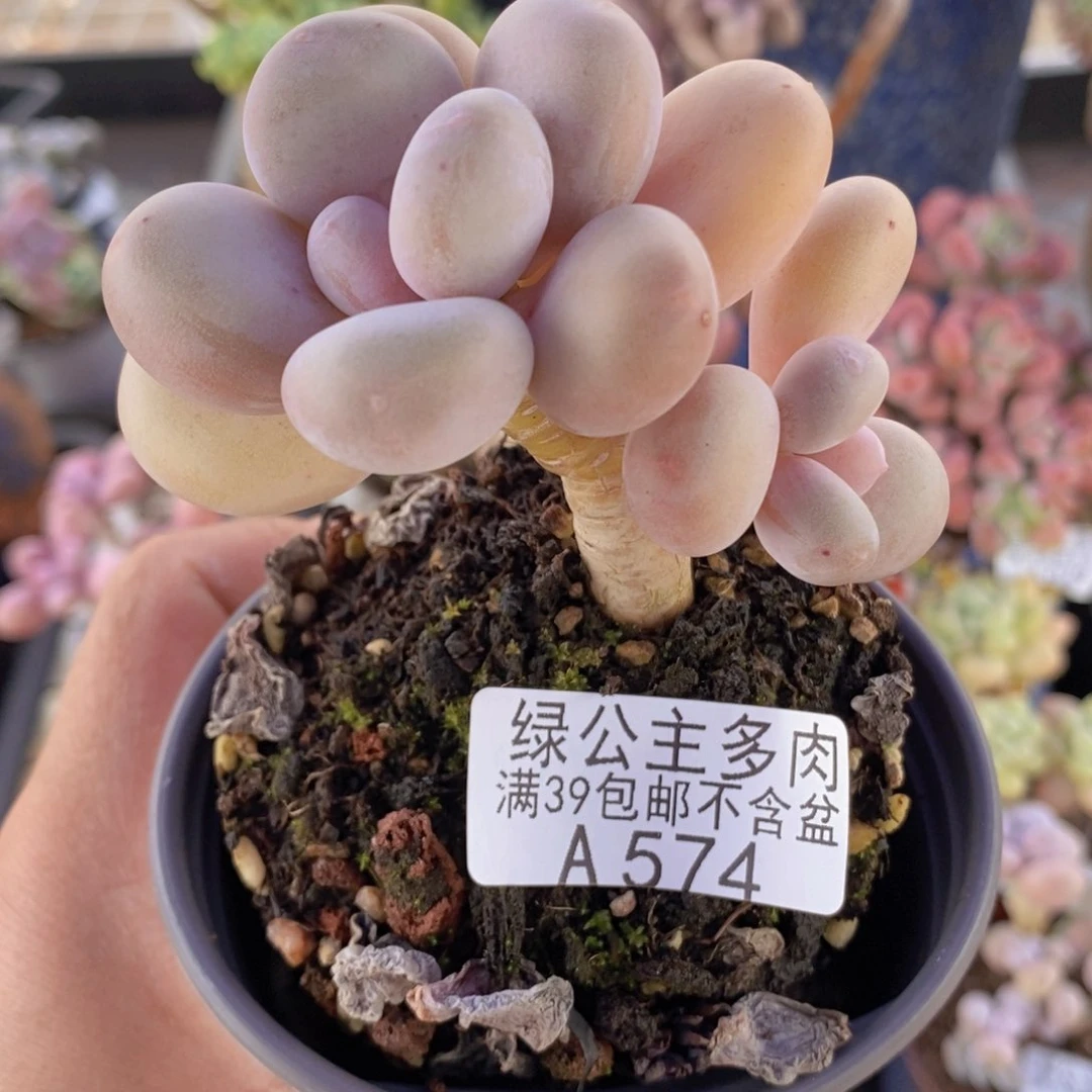 蛋黄奶6cm574多肉植物
