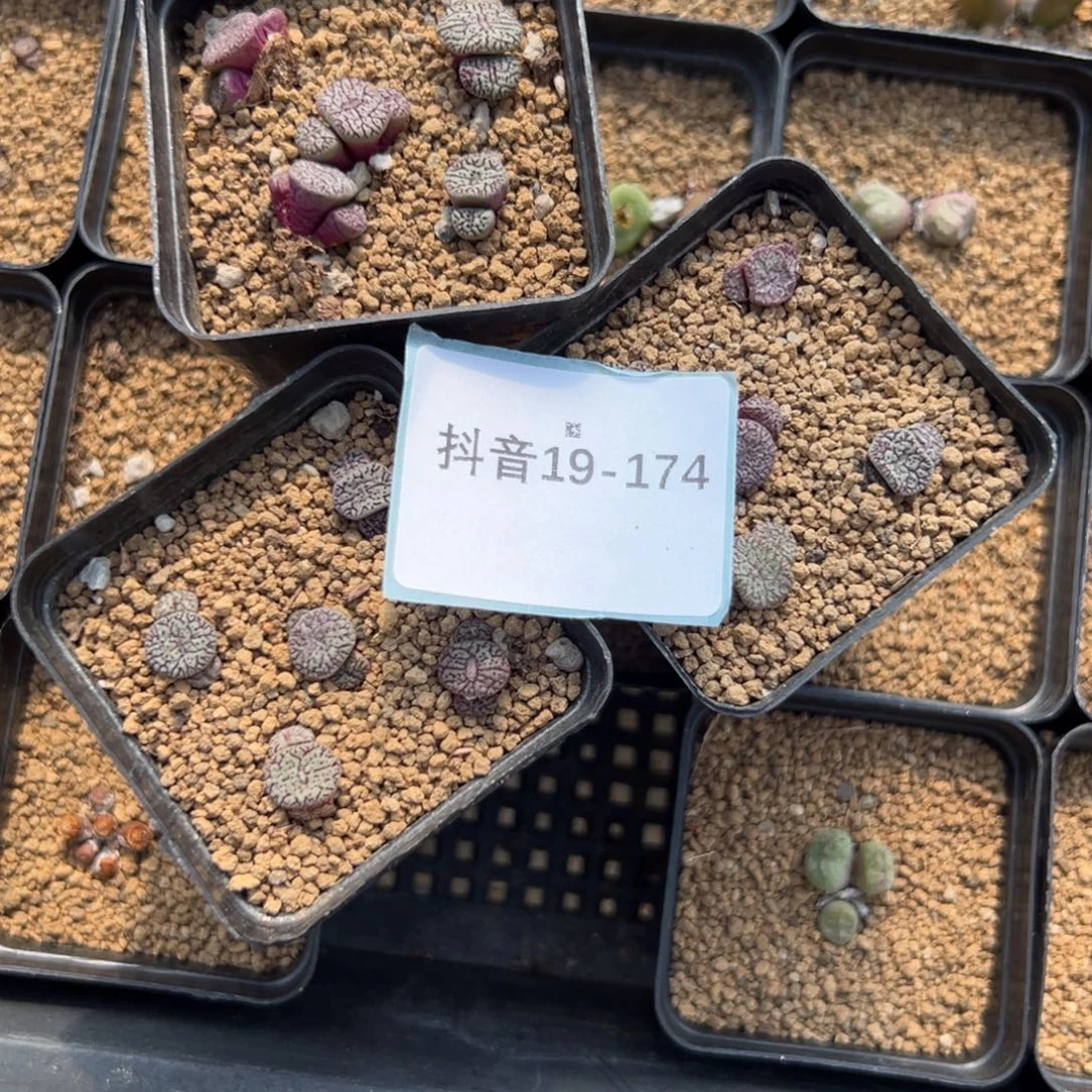 19-174不售后多肉植物