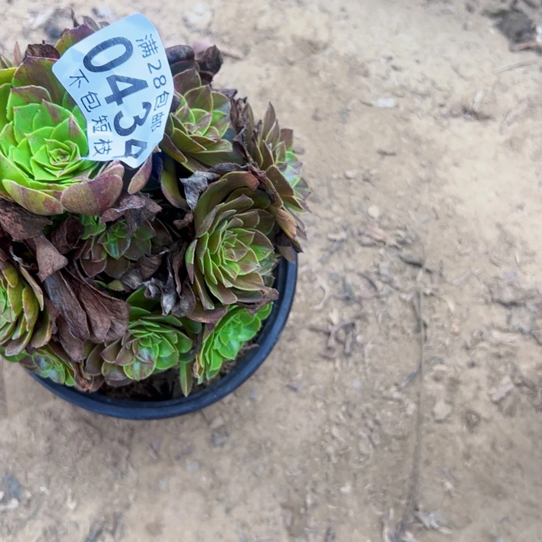 花月夜多肉植物法师0434