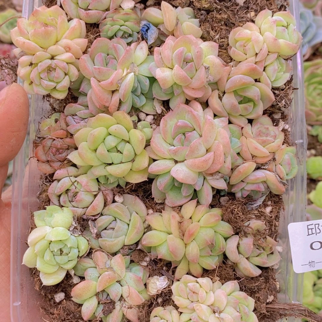 026多肉一物一拍链接