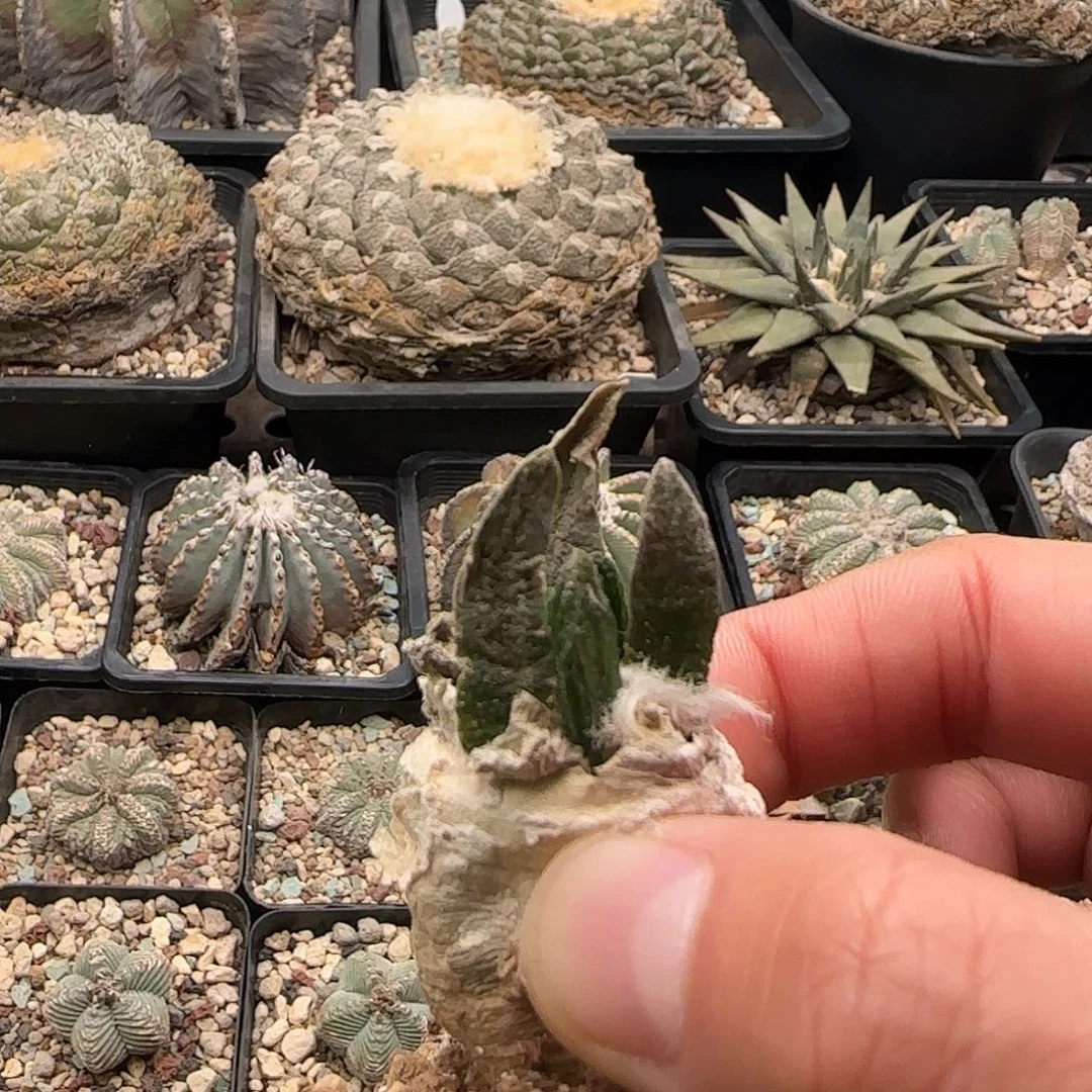 多***多龙角11111111111111