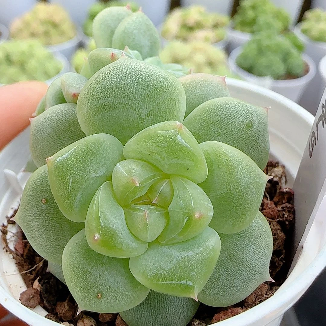 【闪购商品】0717-23冰心