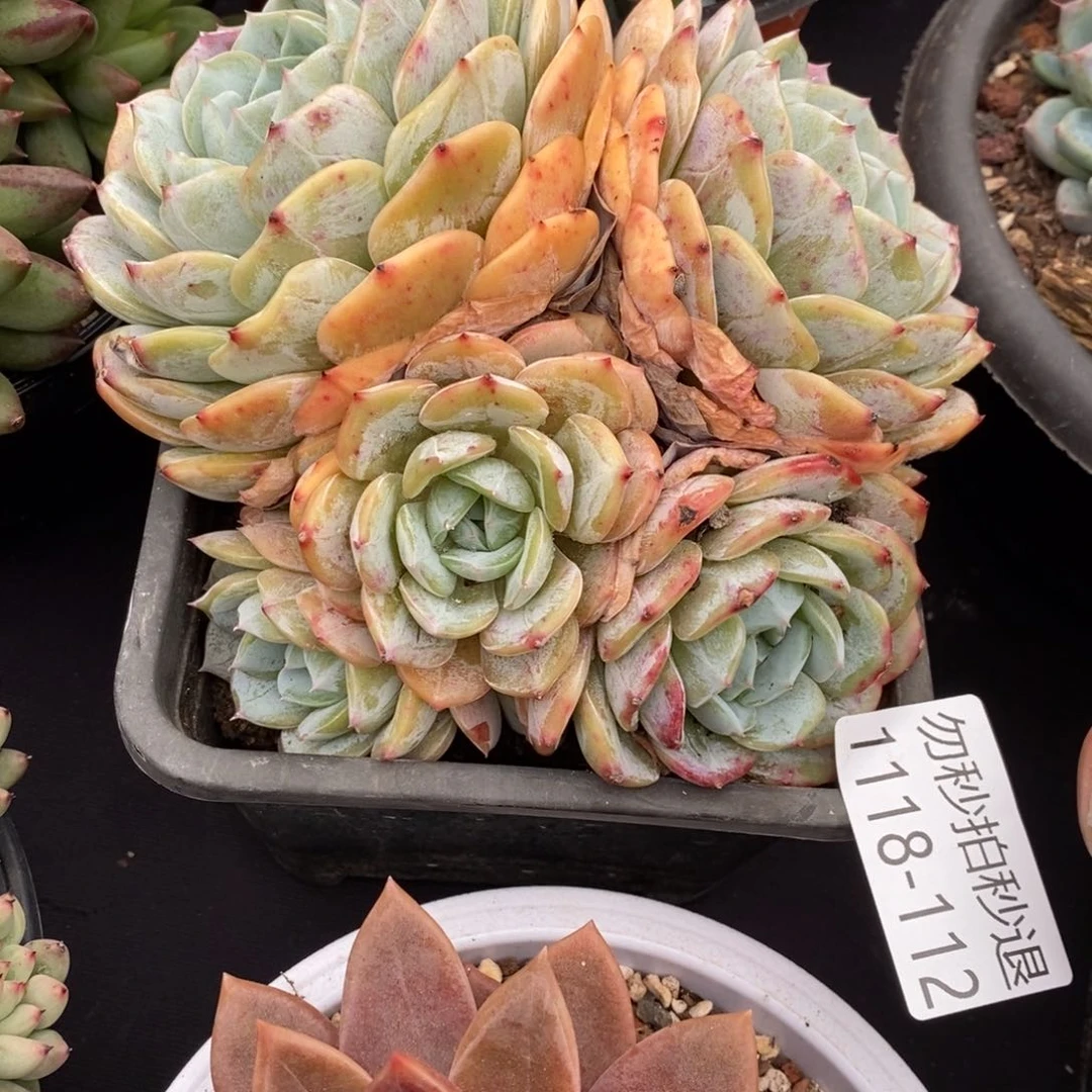 两单包邮1118-112劳林