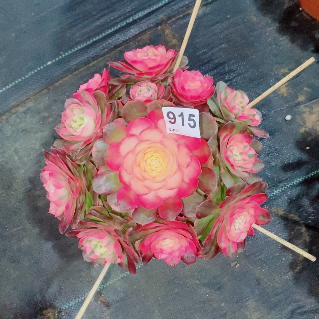 荔枝915多肉25左右冠服