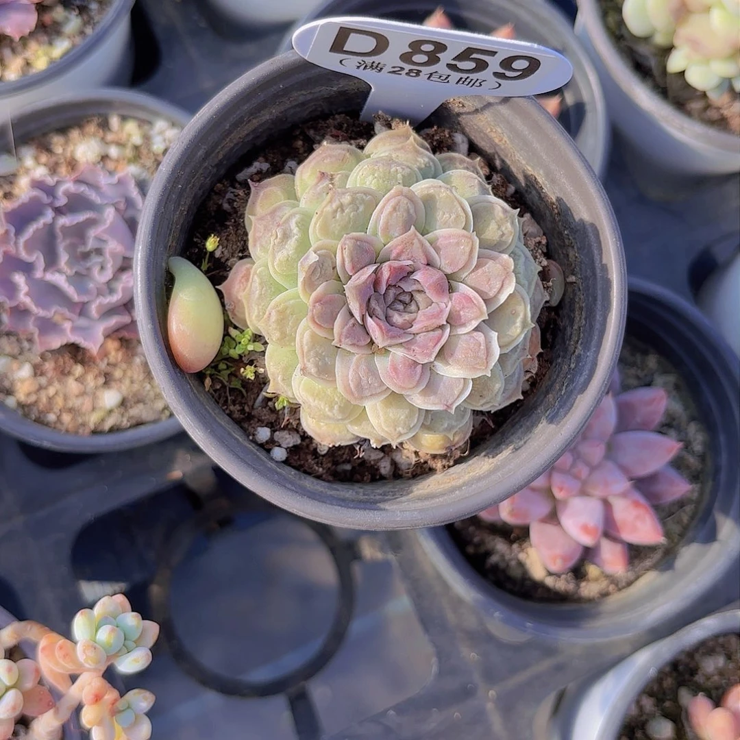 D7859留财一物一拍