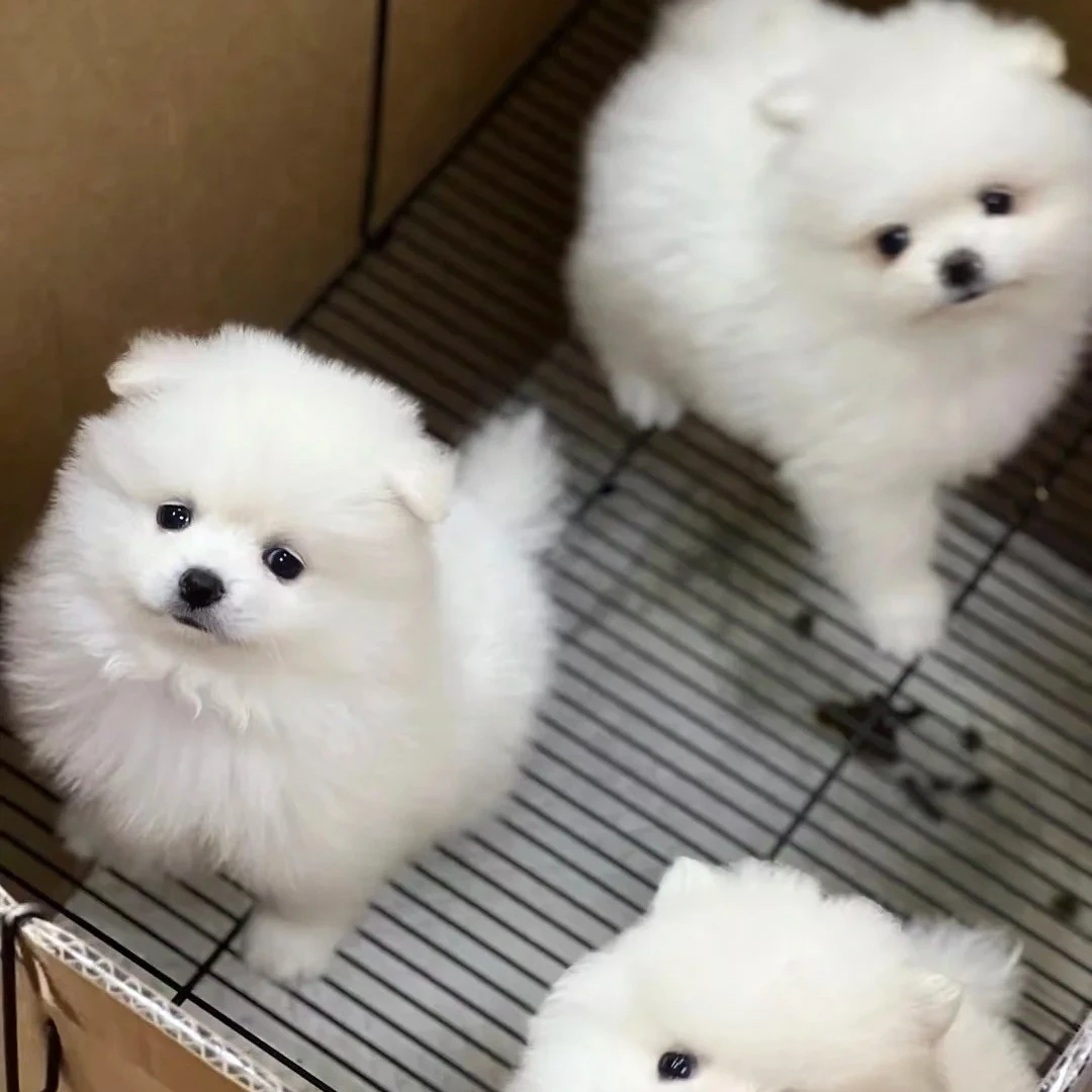 博美犬小型活体宠物适合家养不掉毛小体狗狗