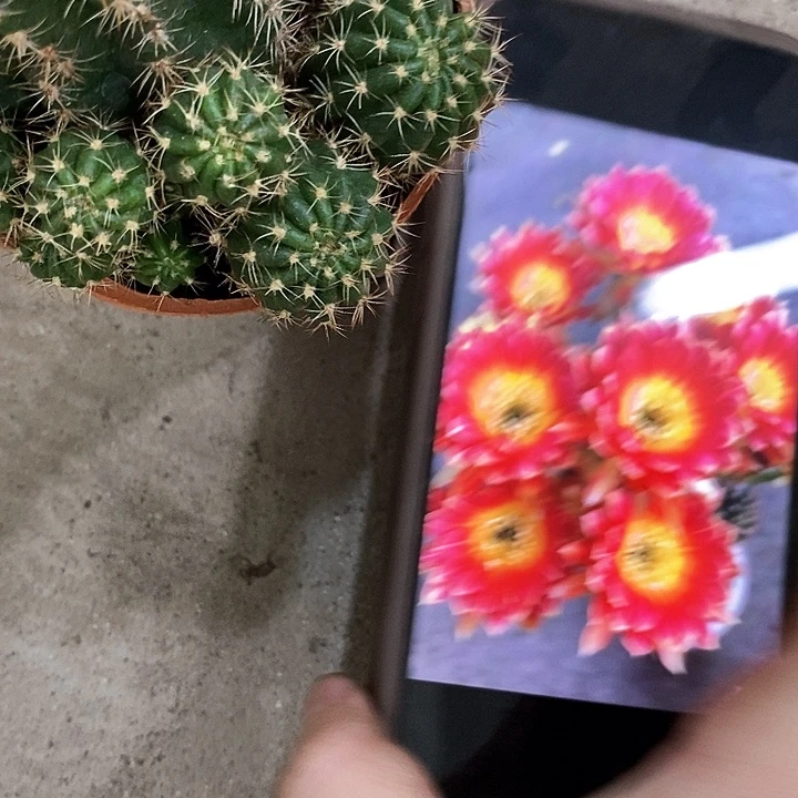 泰国丽花，258999900