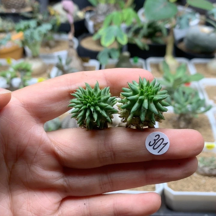 自根海胆大戟脱土