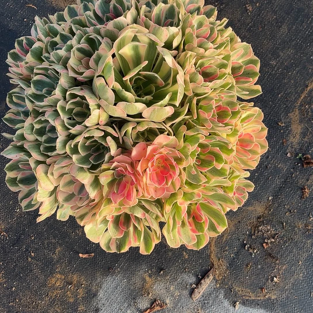 花***语9680女妖与斤斤计较