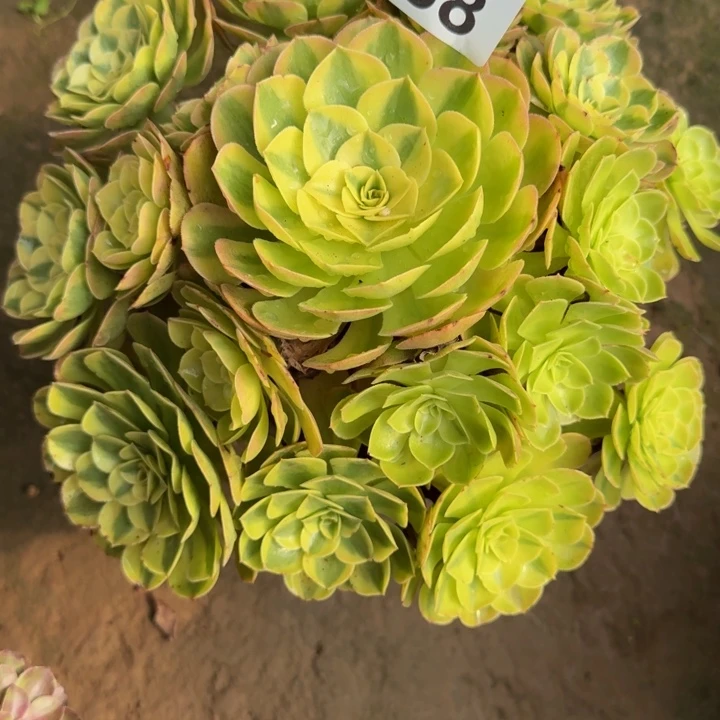 开****轮回老桩088肉肉肉