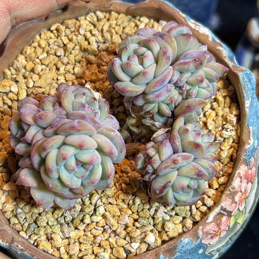 新年快乐 新年快乐