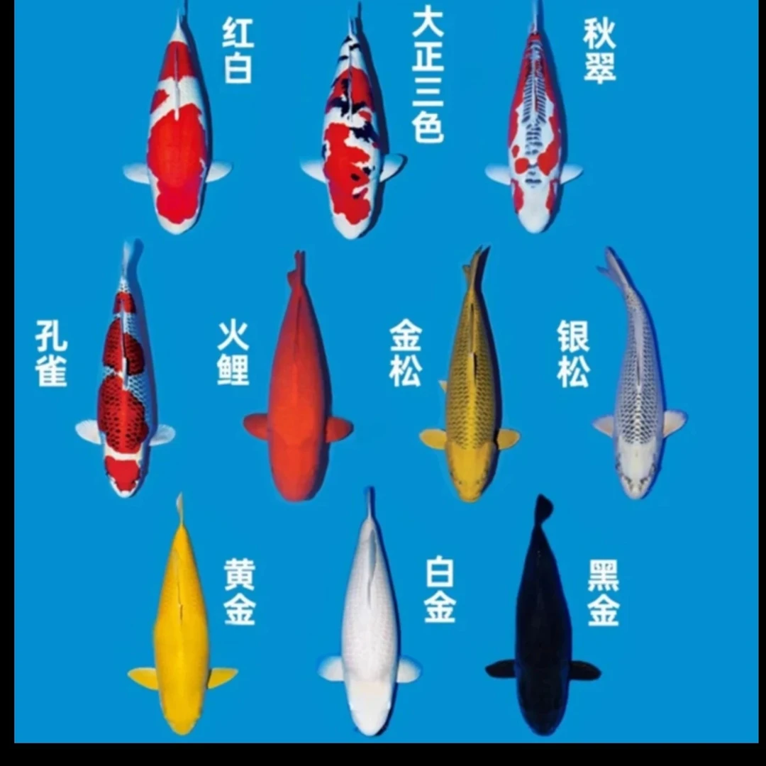 11尾日系血统锦鲤观赏鱼 不指定 9-11公分 全国包邮包损耗