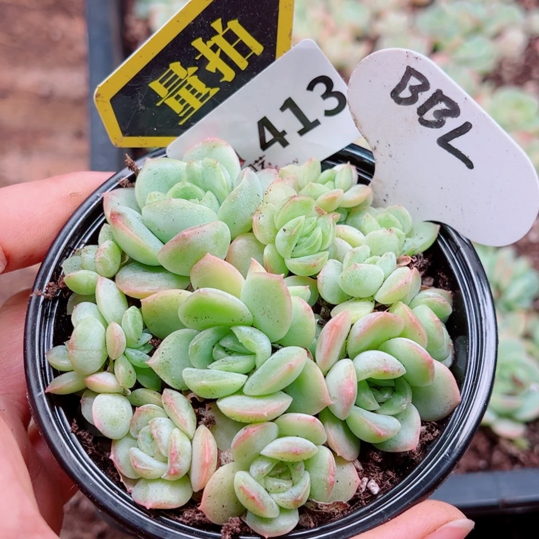 多肉植物多肉植物