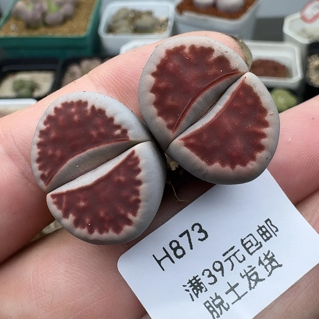 873多肉哈哈哈哈哈哈哈