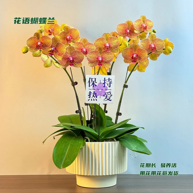 蝴蝶兰【黄金甲】 带花带花苞发货 室内客厅阳台花卉 好养易活