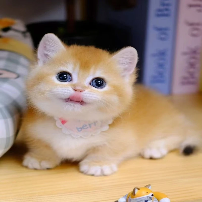 【洋哥萌宠】全品种精品猫猫活体猫咪