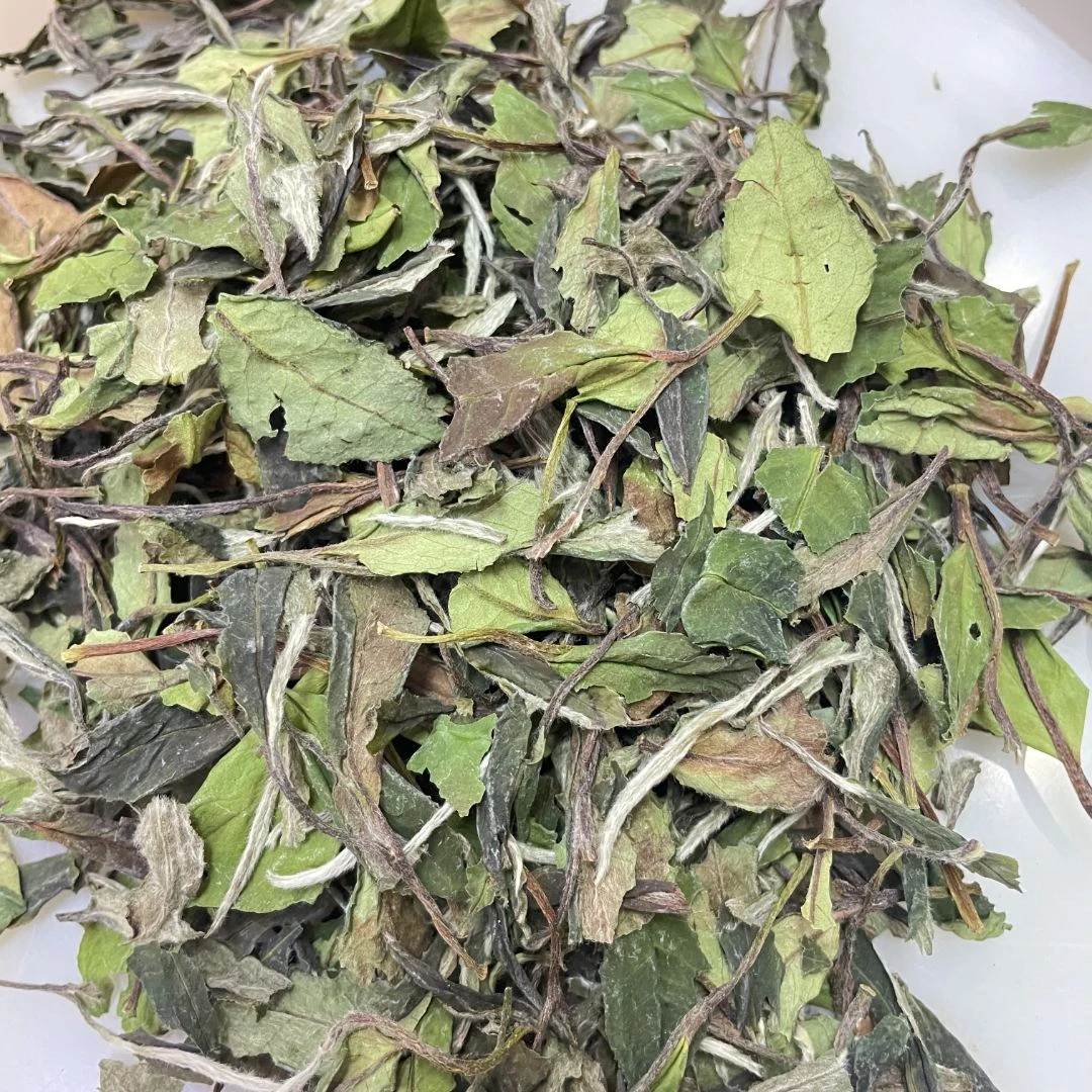 福鼎白茶2024春寿眉，来自柴头山脉的高山云雾茶