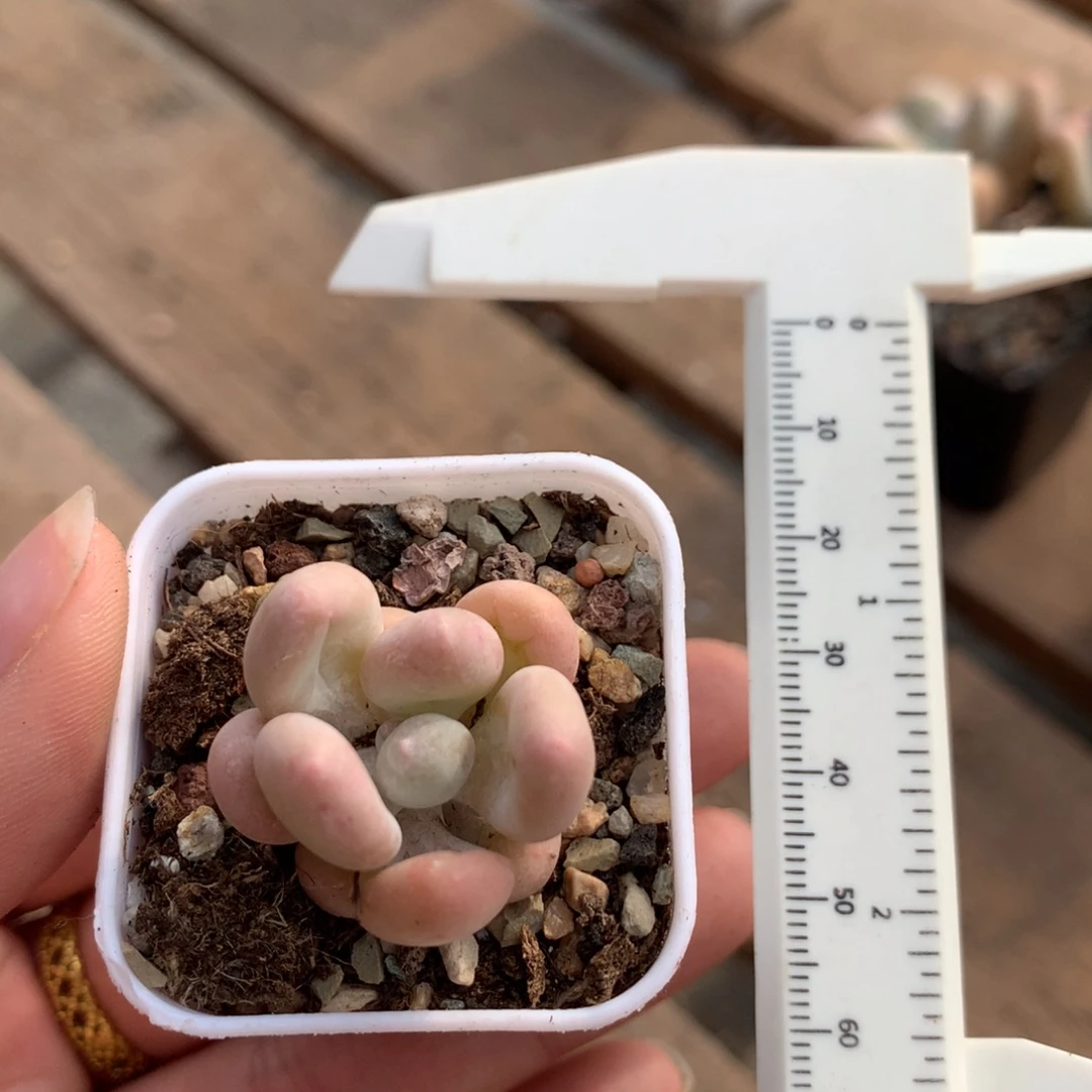 小泡芙多肉植物哈哈