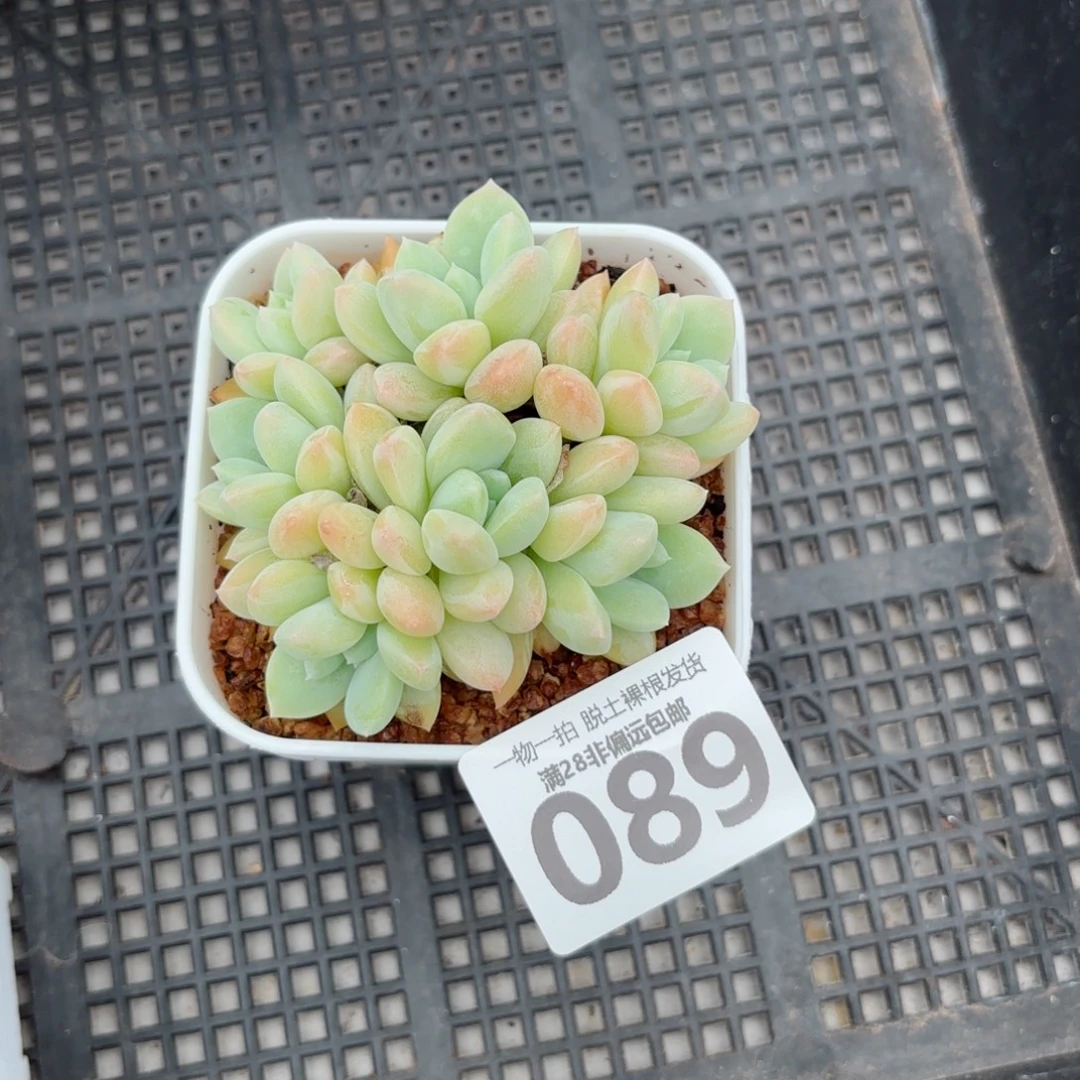 阮玲玉老桩无盆土发货