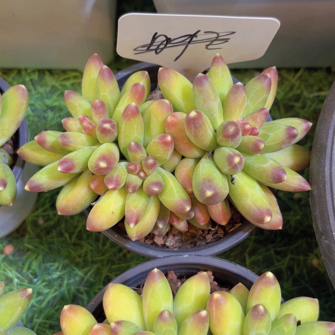 娟****云南金致家精品多肉