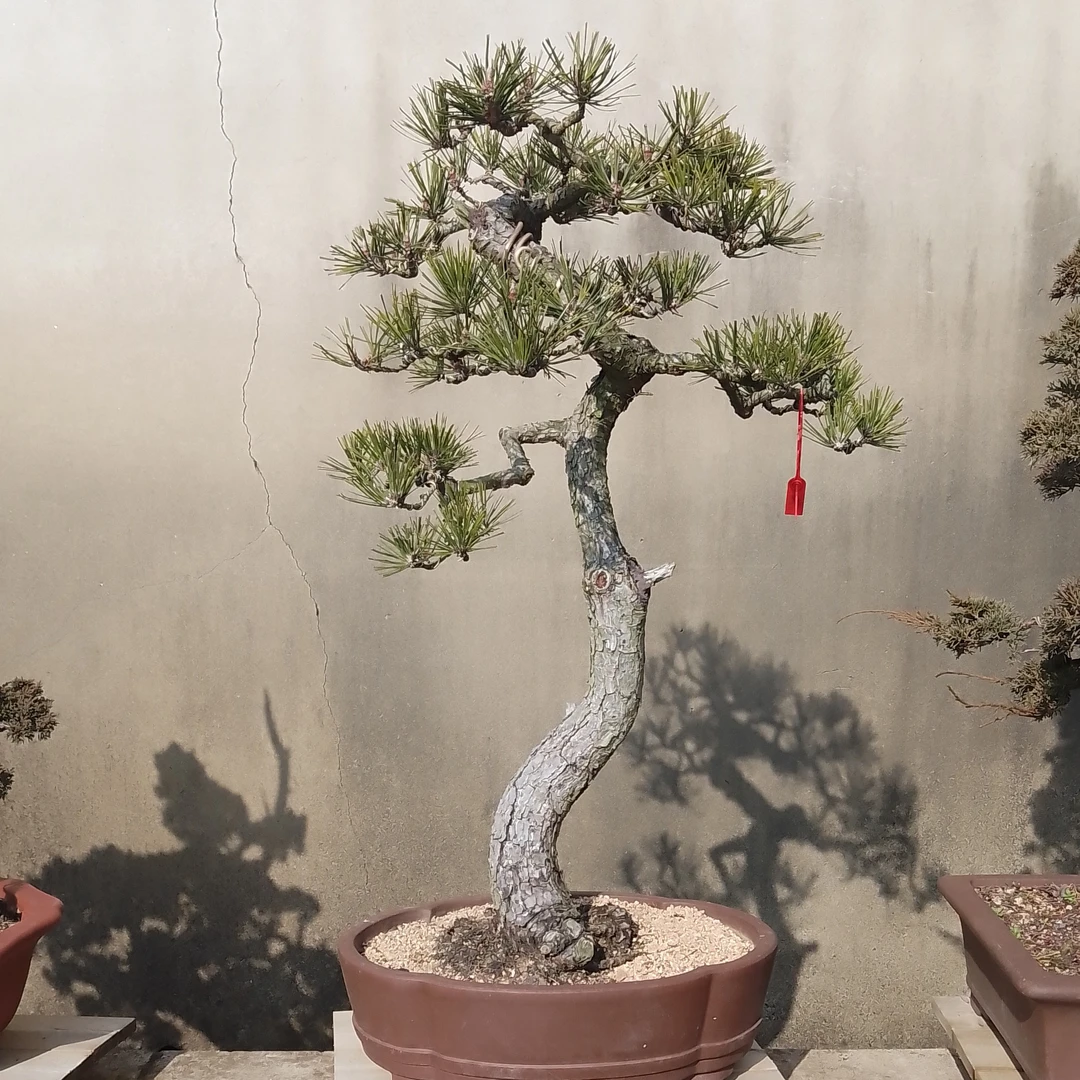 庆陵园直播间一物一拍盆景绿植，先扣数字主播喊到名字再付款