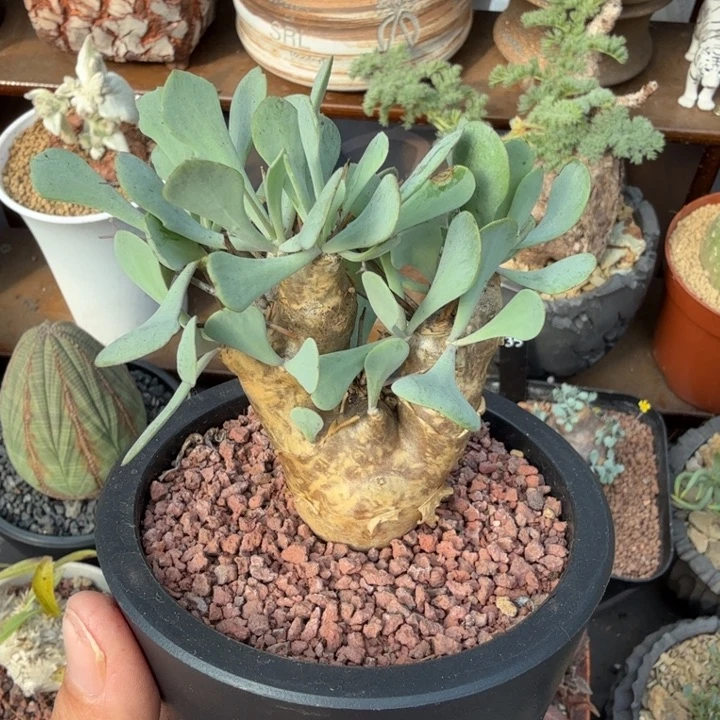 刺烛原墩菊(满28包邮)