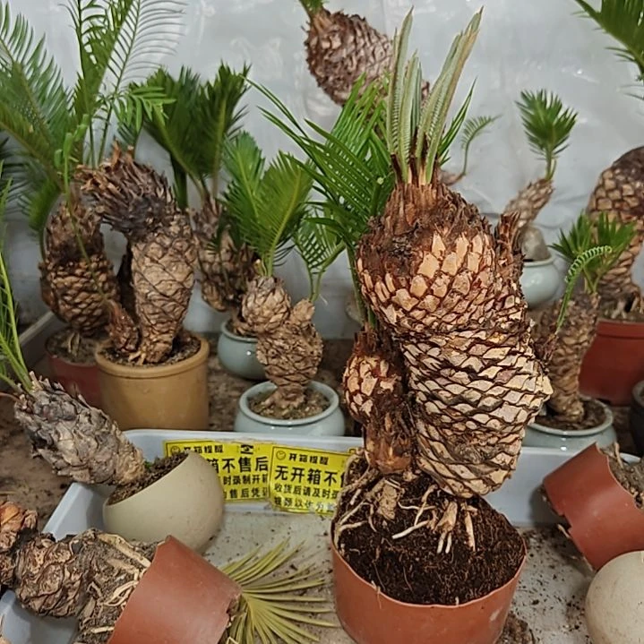 我***W无花朵白鳞铁盆景基地价