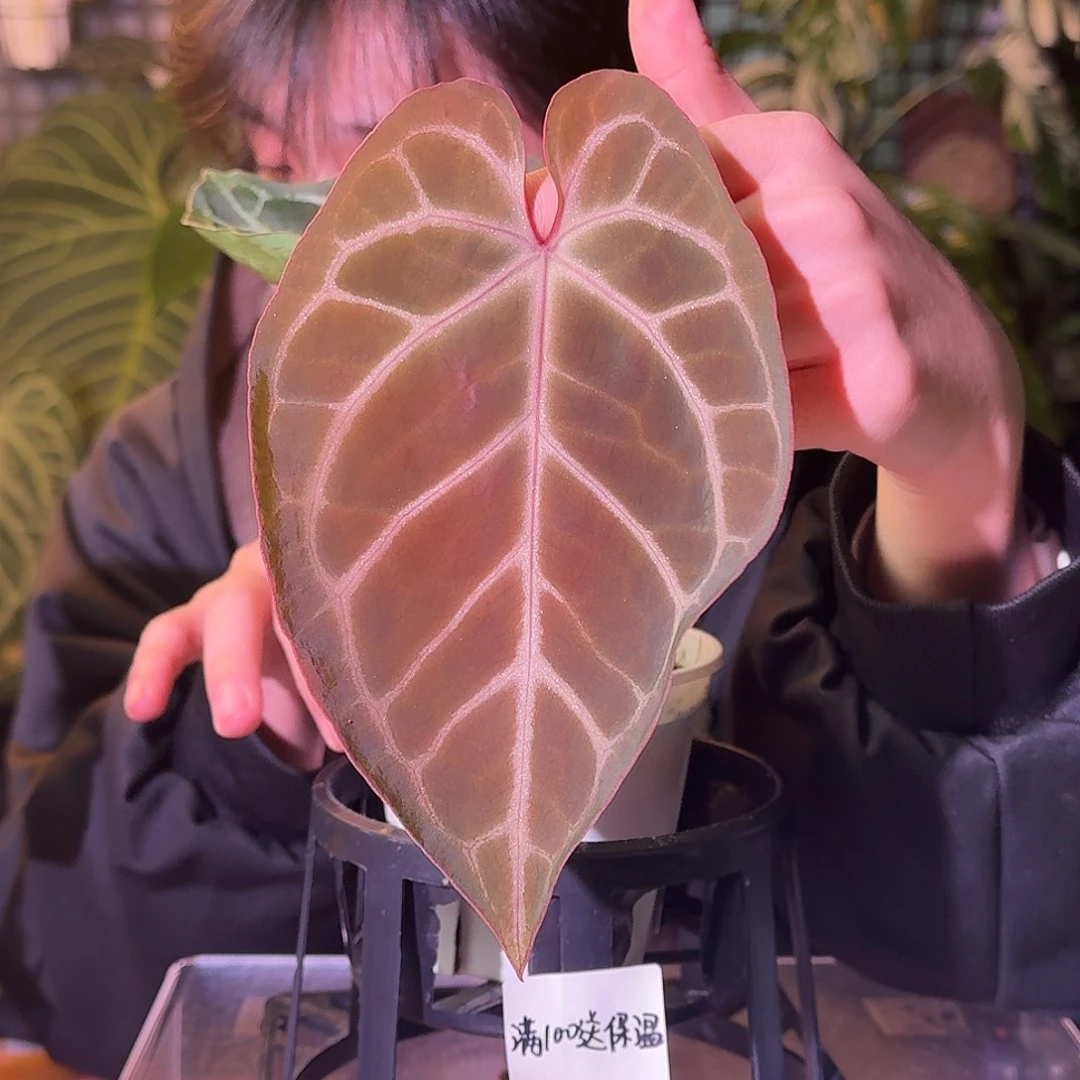 大部分花苞少量开放H399红水晶杂阿波罗