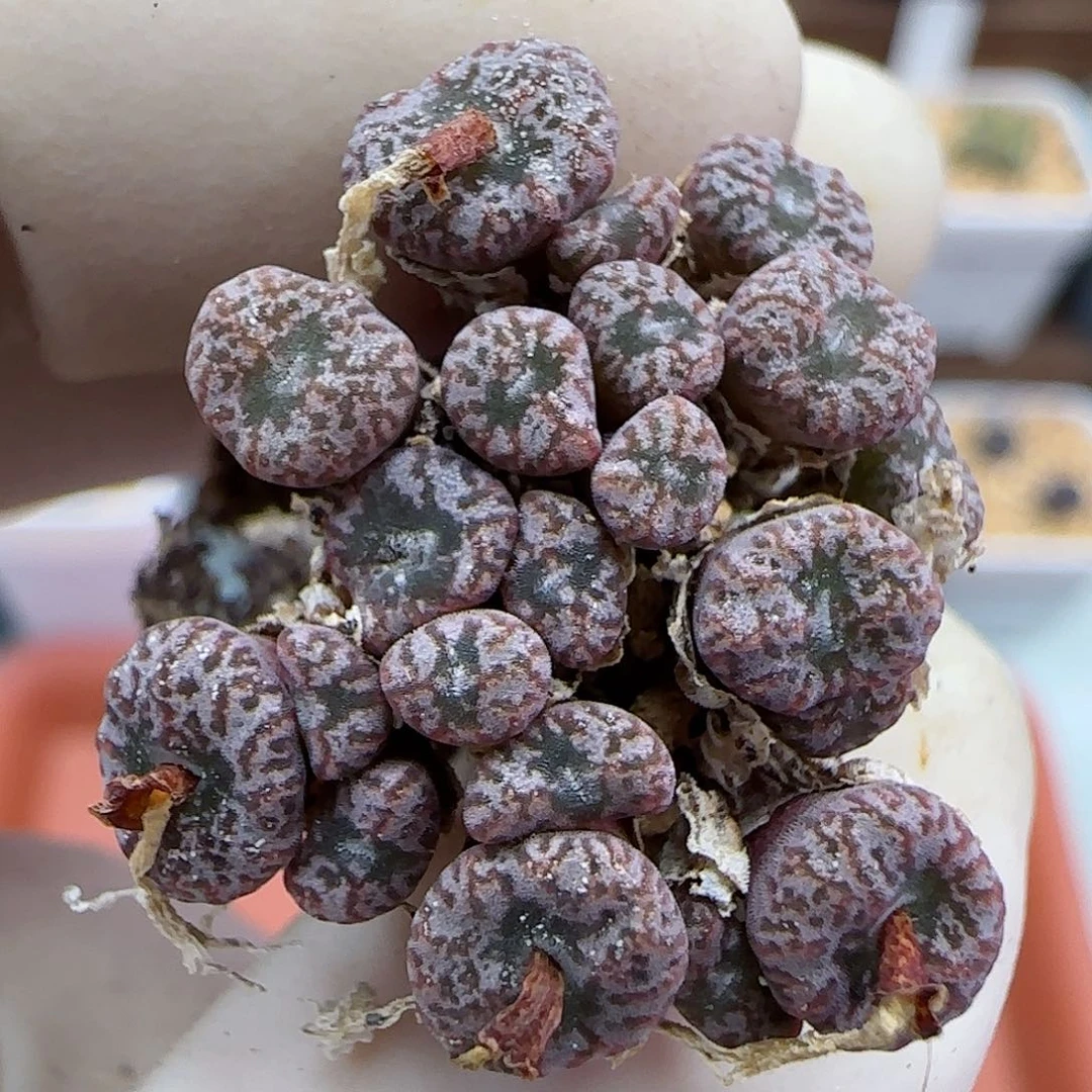 377红珊瑚小型种1737