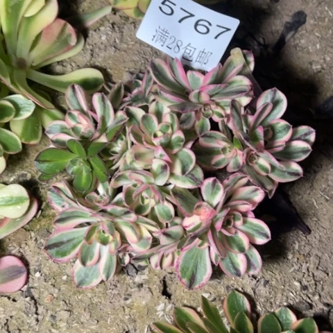 青花瓷多肉多肉5767