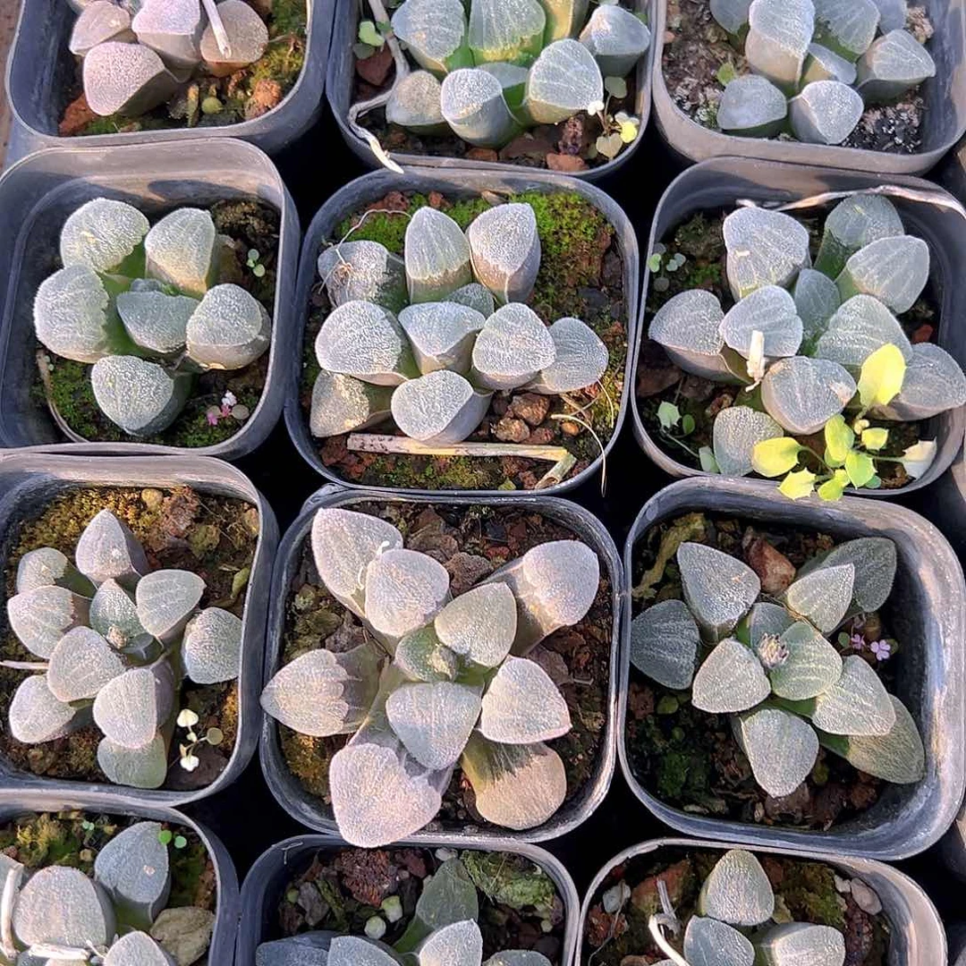 青瓷玉露多肉多肉一颗