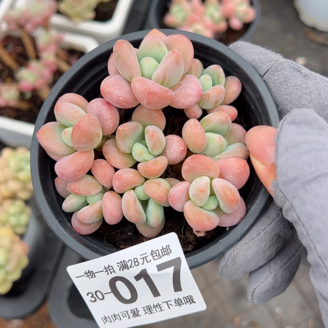 桔子洛神多肉多肉多肉多肉