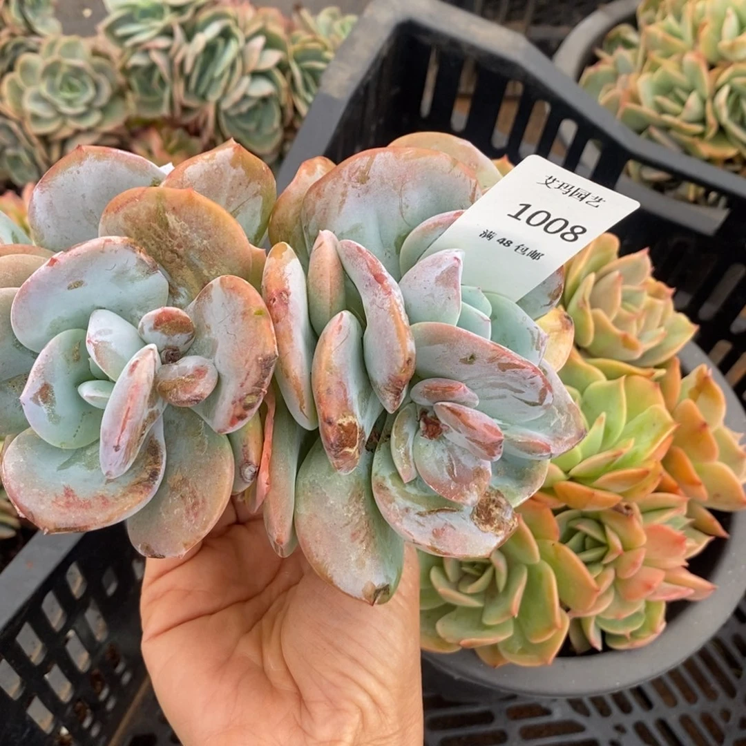 奶茶多肉多肉008