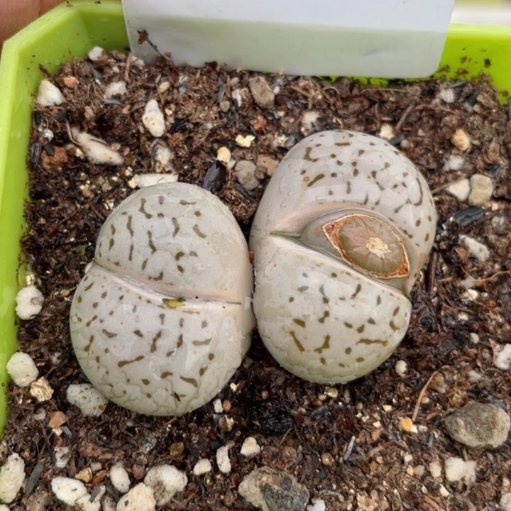 392大白带盆l l l l l l l