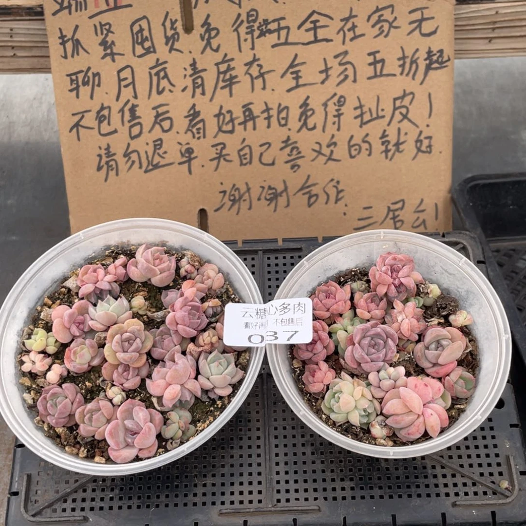 云糖心多肉植物37